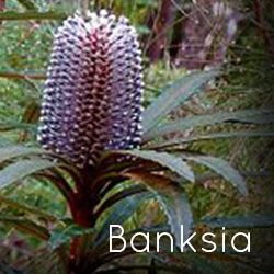 Photo of Hinchinbrook Banksia flower